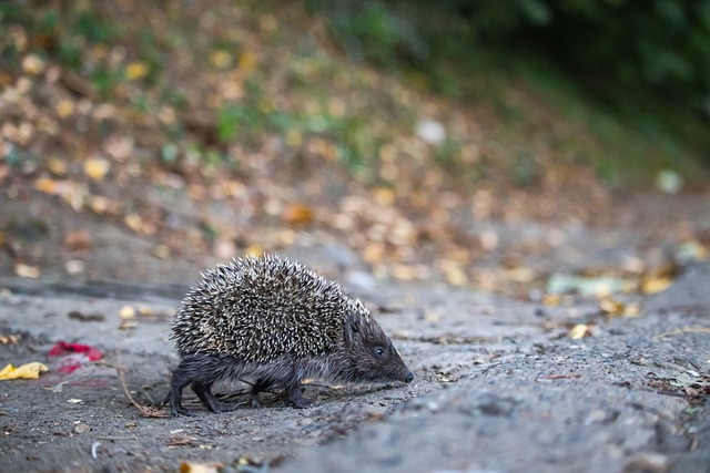 贝蒂斯的比 贝蒂斯的比